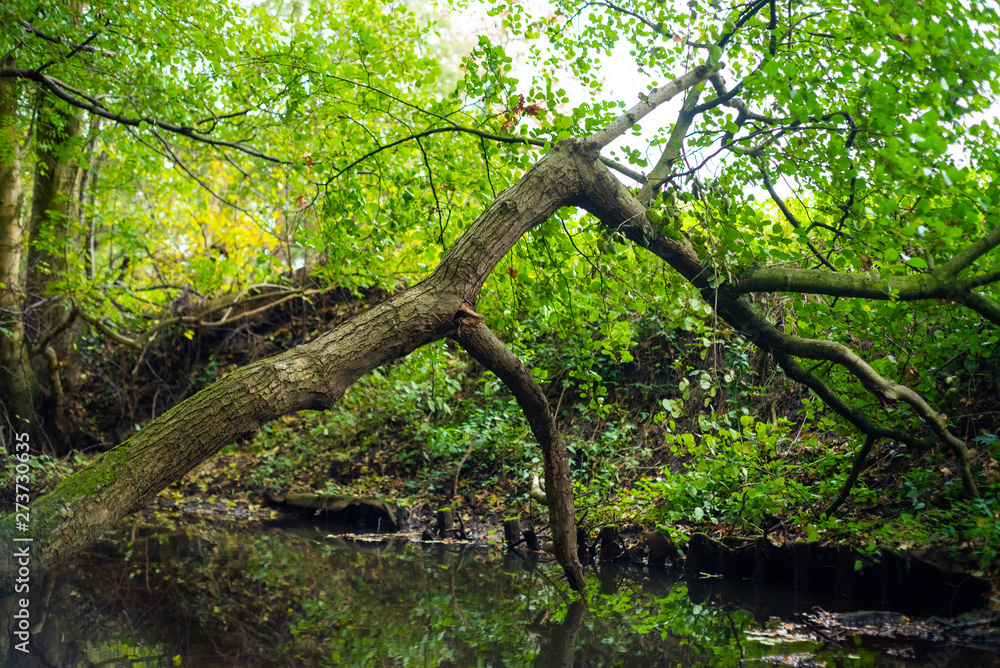 Fototapeta premium tree in forest