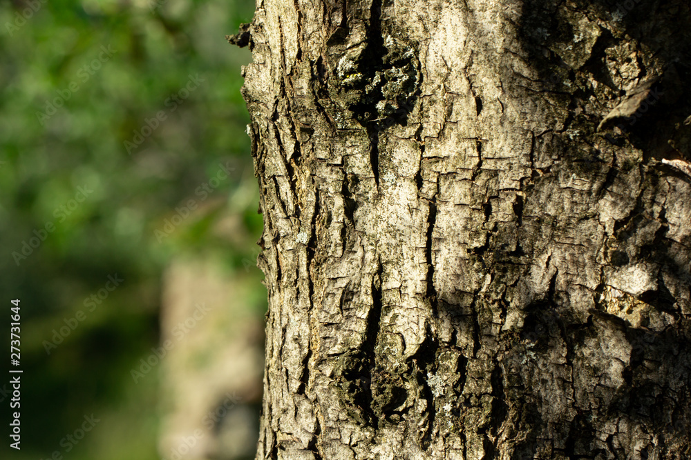 texture corteccia, corteccia, albero, natura, texture, texture corteccia, corteccia, albero, natura, texture,
