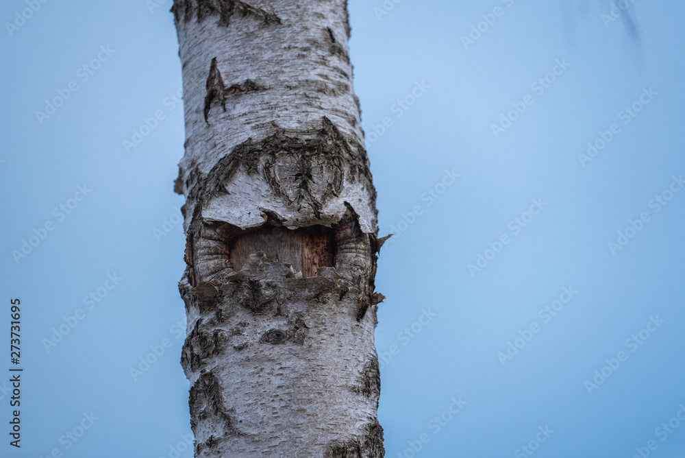 Fototapeta premium trunk of a tree