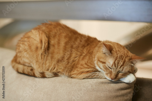 A cute ginger cat sleeps on the top of the couch