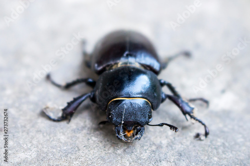 Portrait of a black beetle Ekoxe close-up