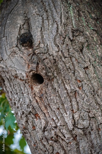 old wood texture of bark of a tree