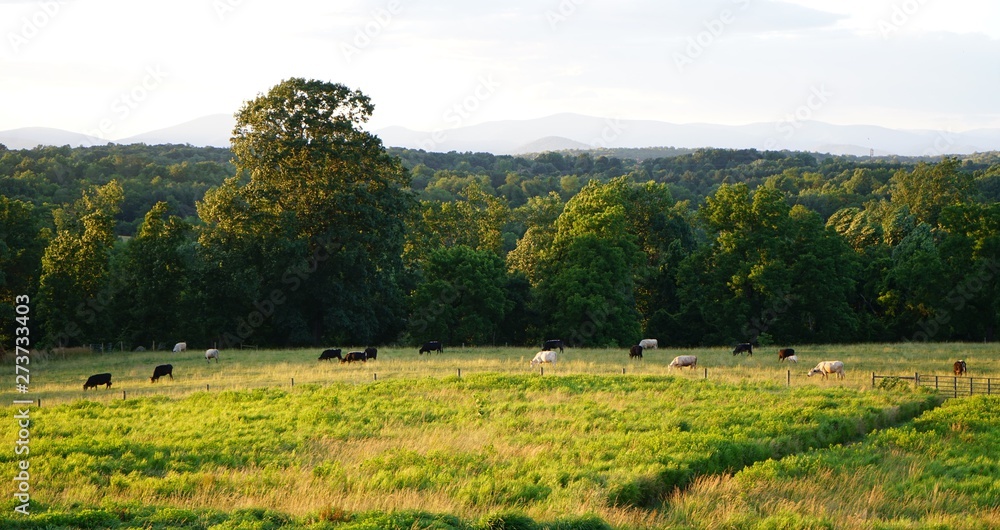 Fototapeta premium Black and White Cows on a Farm