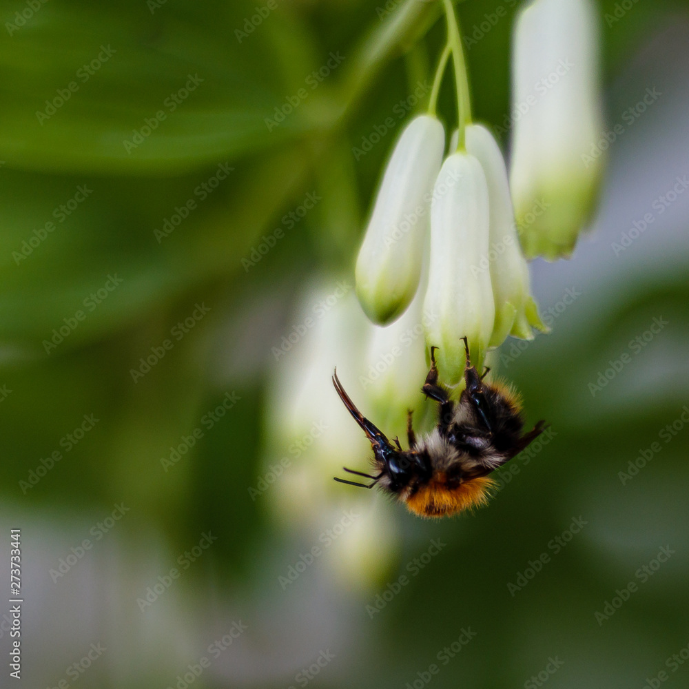 Trzmiel rudy (Bombus pascuorum) Trzmiel rudy (Bombus pascuorum)