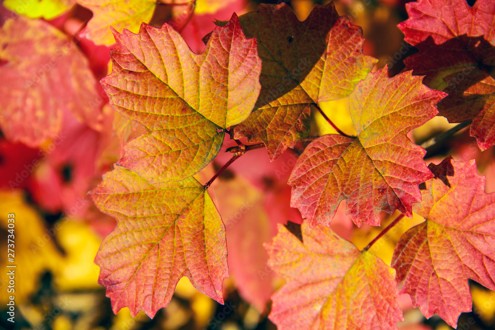 Beautiful fading bright orange autumn leaves on a background of nature Beautiful fading bright orange autumn leaves on a background of nature