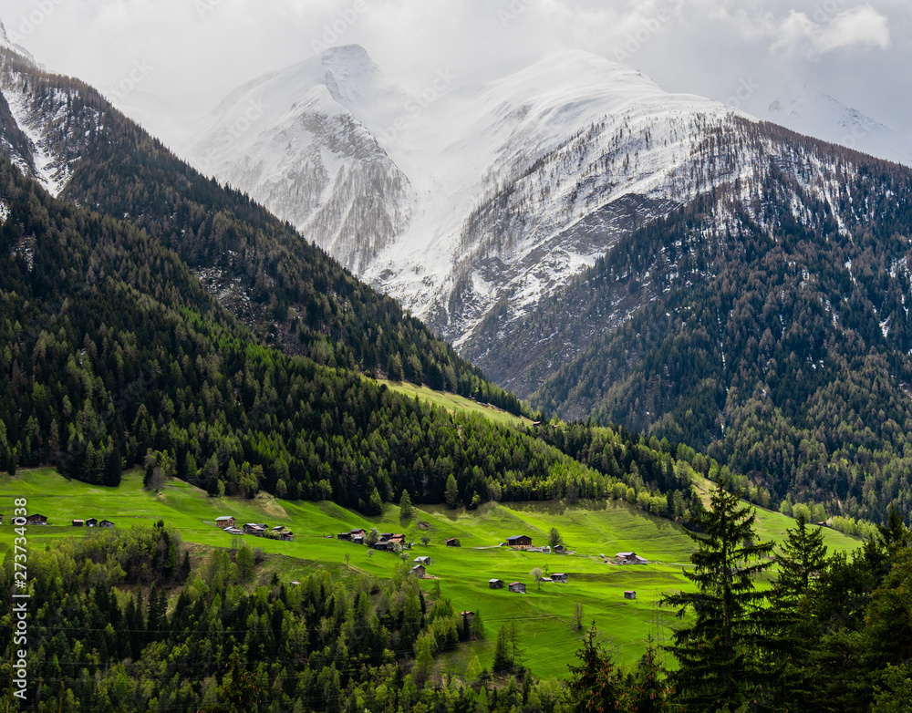 Classic travel green hills and forest with snowy mountain backgroud backdrop Switzerland