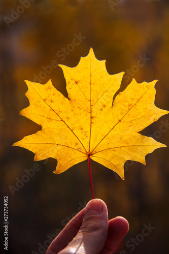 A man's hand is holding a beautiful bright autumn leaf against the background of nature.