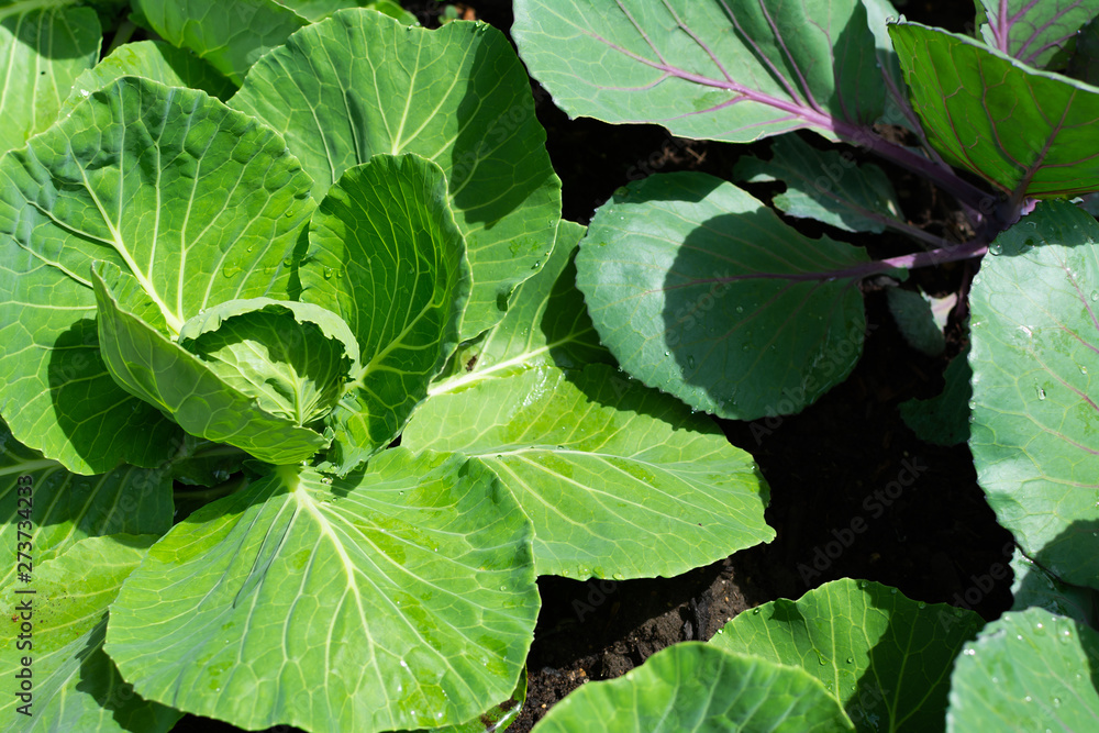 Cabbage Cabbage