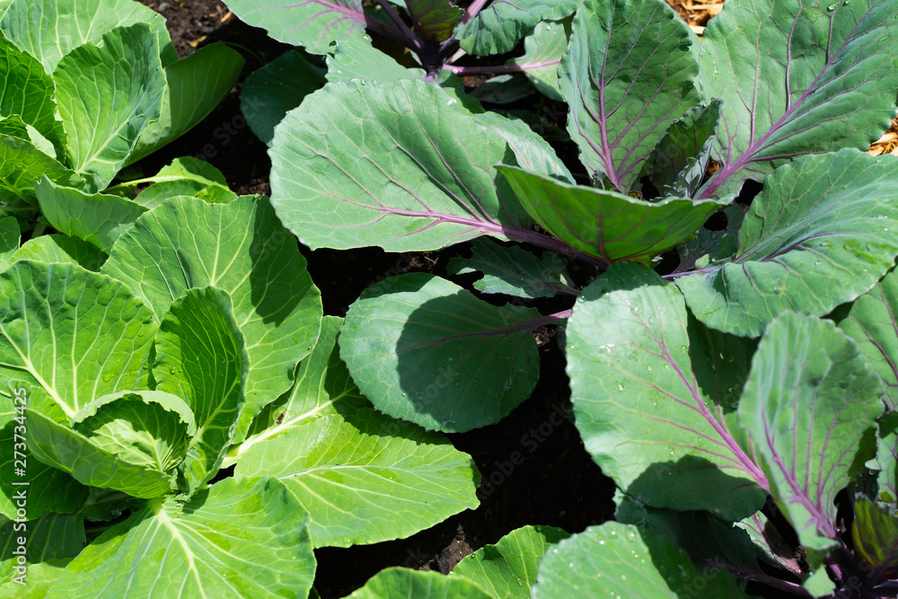 Cabbage Cabbage