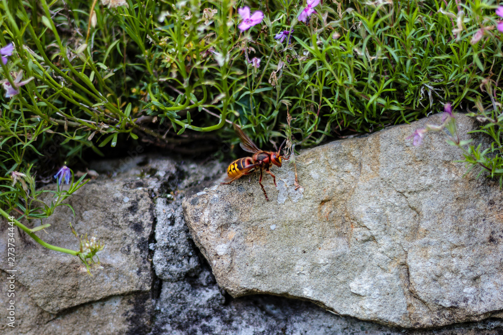 Fototapeta premium Szerszeń europejski (Vespa crabro)