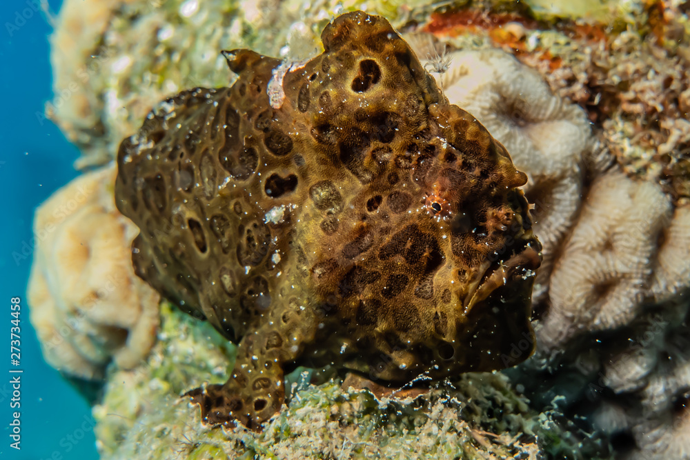 Scorpion fish Amazing camouflage in the Red Sea, Eilat Israel Scorpion fish Amazing camouflage in the Red Sea, Eilat Israel