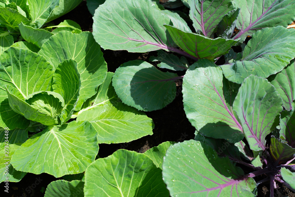 Cabbage Cabbage