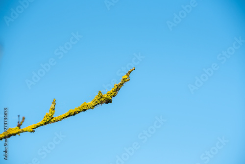 branch of willow against blue sky