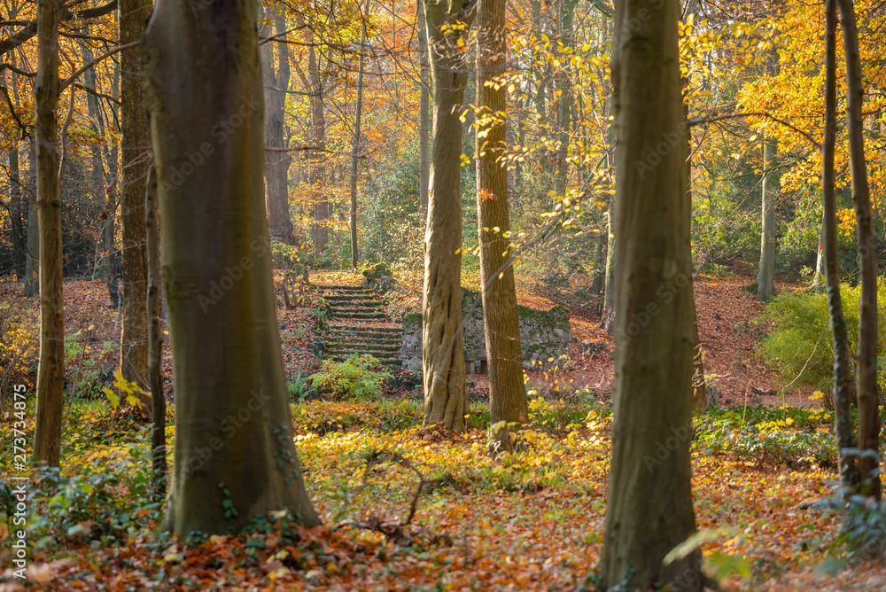 Fototapeta premium autumn in the park