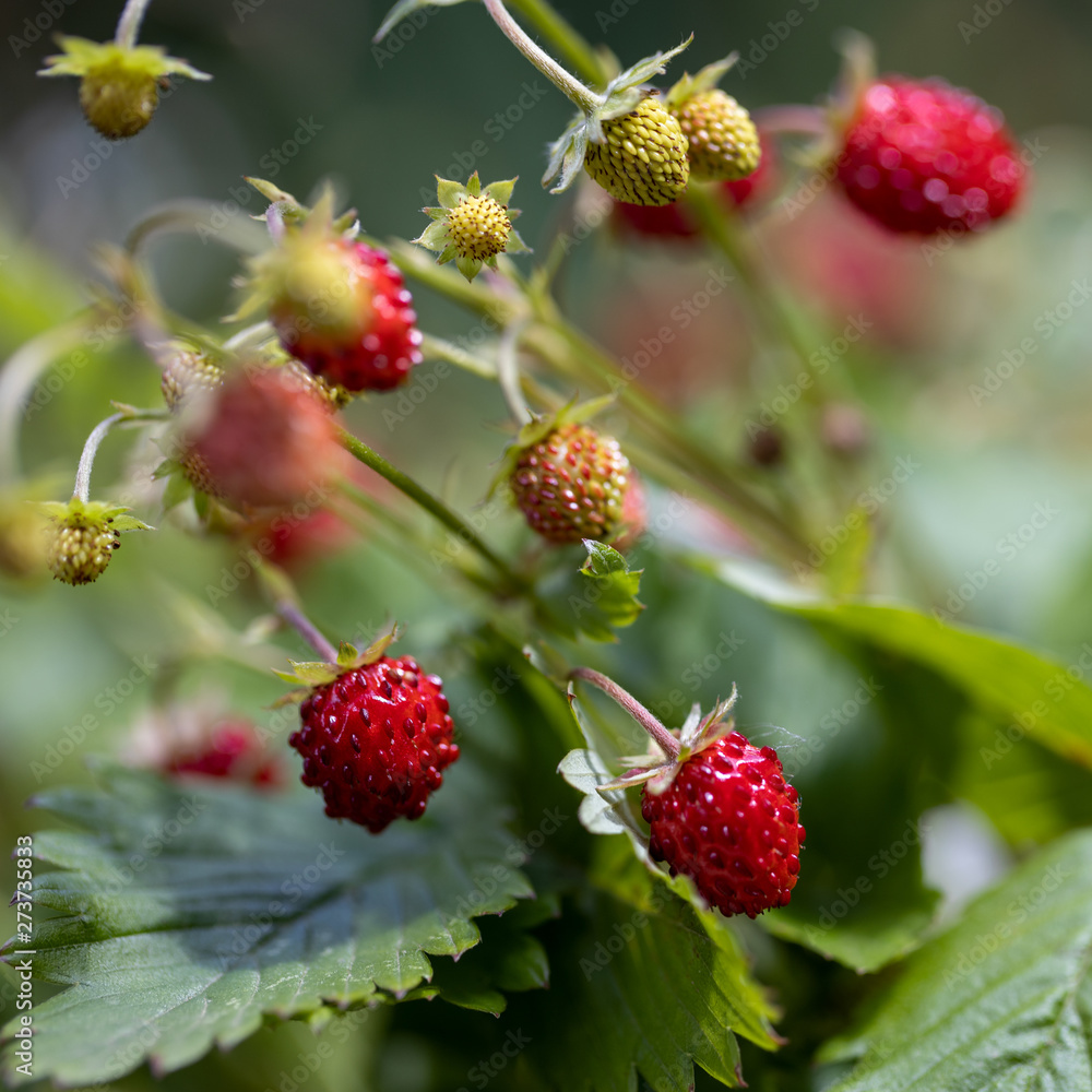 Reife und unreife Walderdbeeren in der Seitenansicht freigestellt vor grünem Hintergrund Reife und unreife Walderdbeeren in der Seitenansicht freigestellt vor grünem Hintergrund