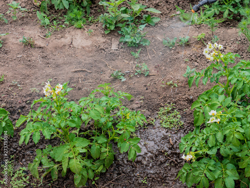 watering potatoes with a professional sprayer. Pest control in the garden. Blue tank with electric spray. Poison for insects