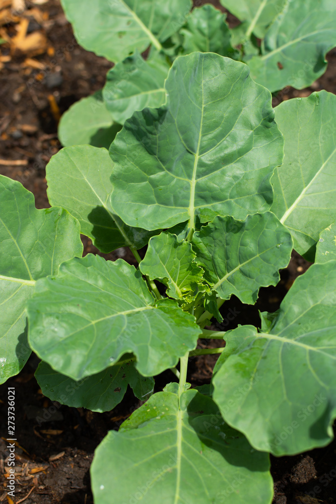 Brocoli Brocoli