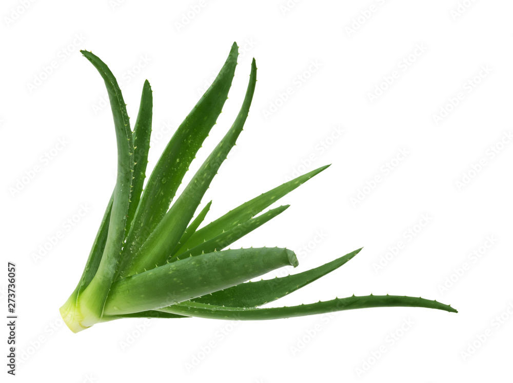 Aloe vera isolated white background Aloe vera isolated white background