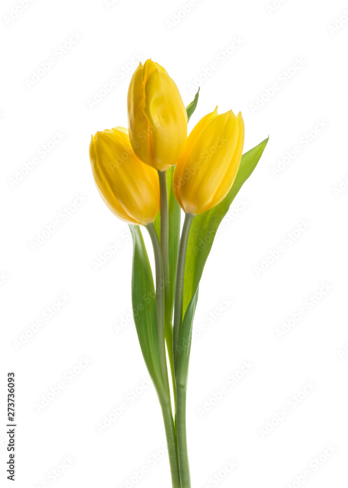 yellow tulip flowers isolated white background without shadow yellow tulip flowers isolated white background without shadow