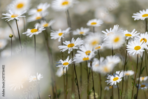 White moon daisys in a summ...