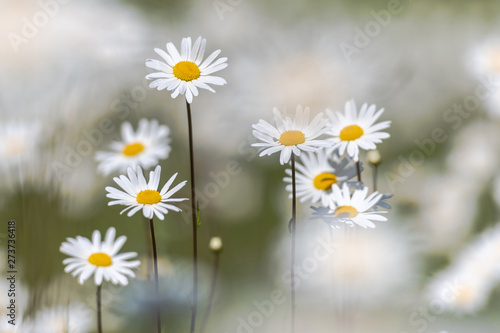 White moon daisys in a summ...