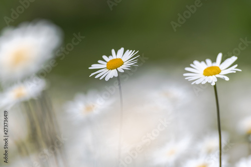 White moon daisys in a summer grass field during a sunny da