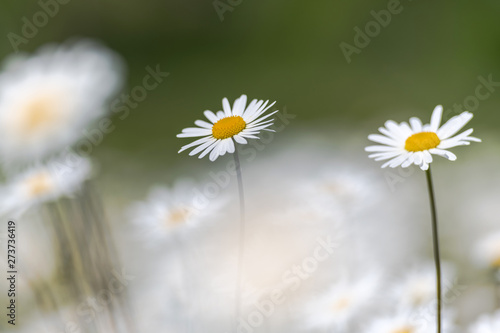 White moon daisys in a summ...