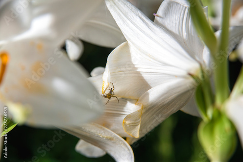 white flowers on a black background with insects