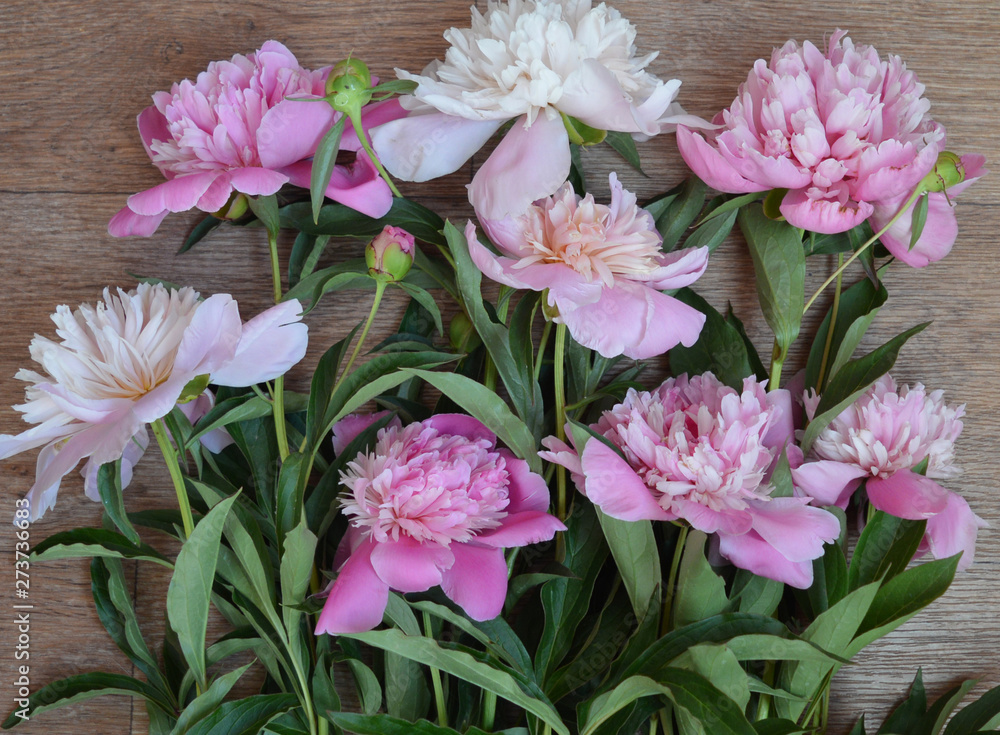 lovely pink peony background for holiday cards and backgrounds