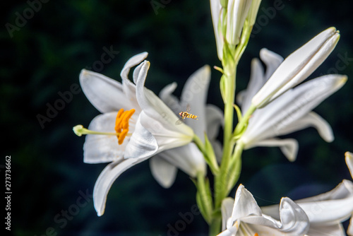 white flowers on a black background with insects