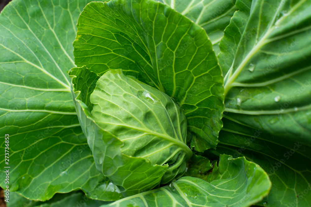 Cabbage Cabbage