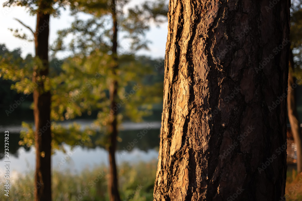 Fototapeta premium Biale lake in Augustow. Poland