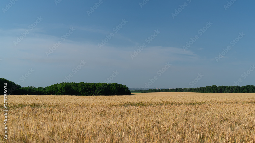 wheat grows in a field on a farm