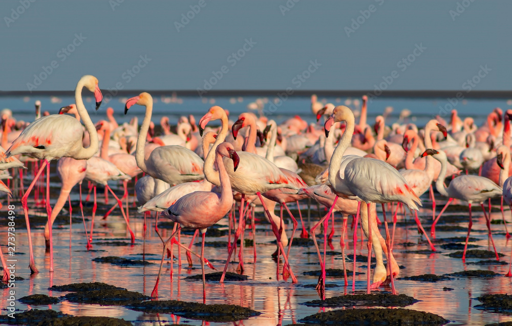 Naklejka premium flock of birds african pink flamingo walking on the blue salt lake of Namibia