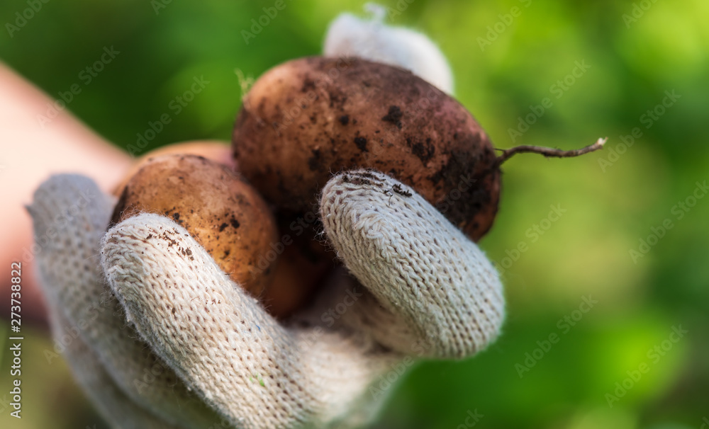 hand holding a potato harvesting