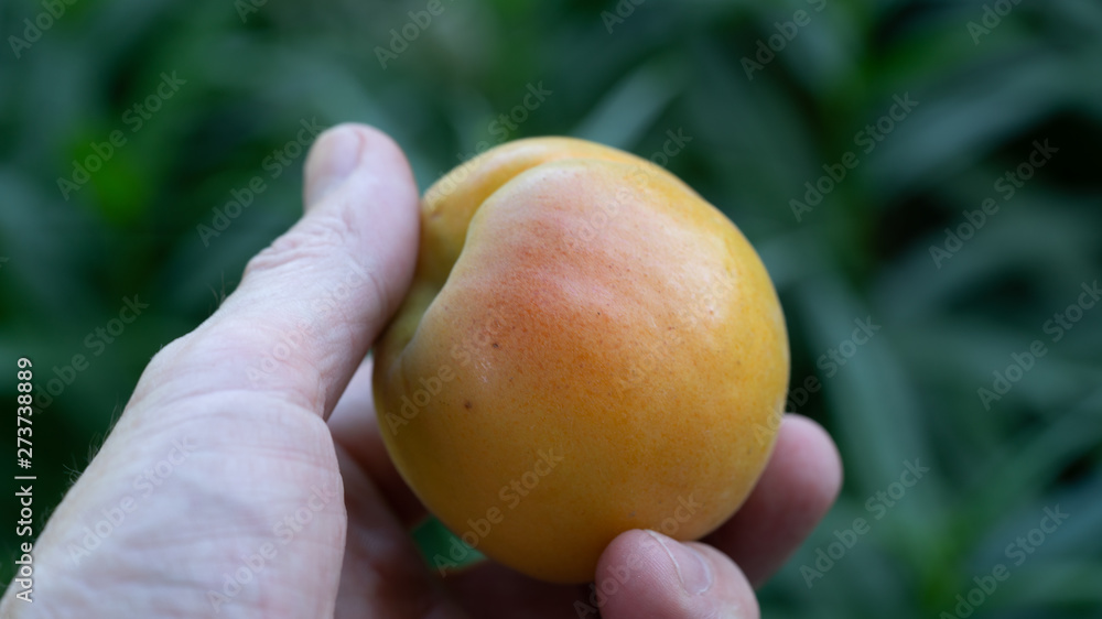 hand holds ripe apricots, harvesting hand holds ripe apricots, harvesting