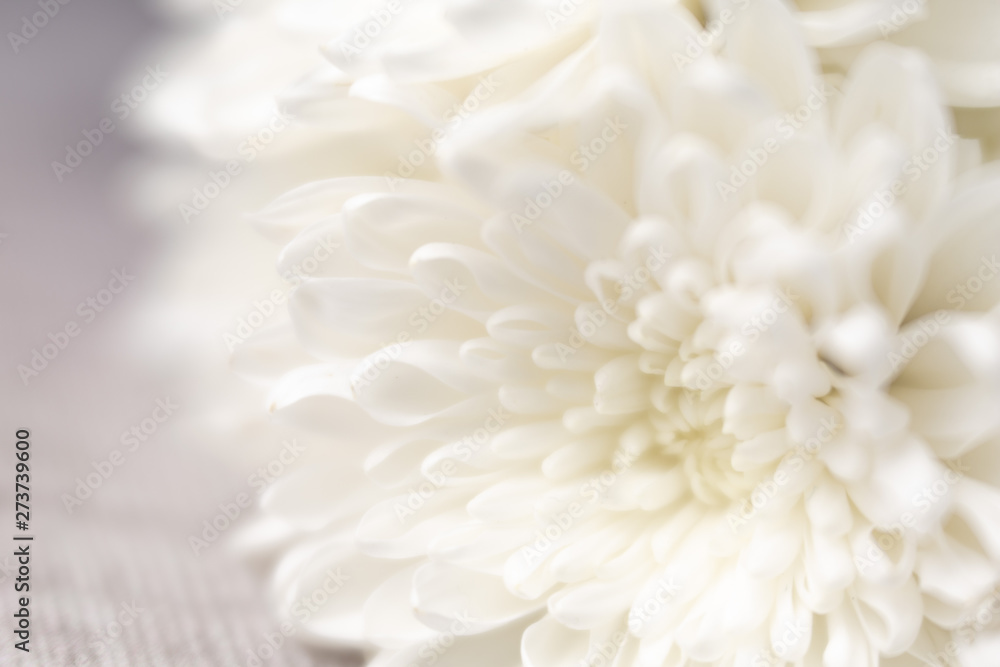 flowers flowers