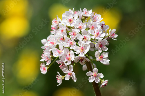 Indian rhubarb (darmera peltata) photo