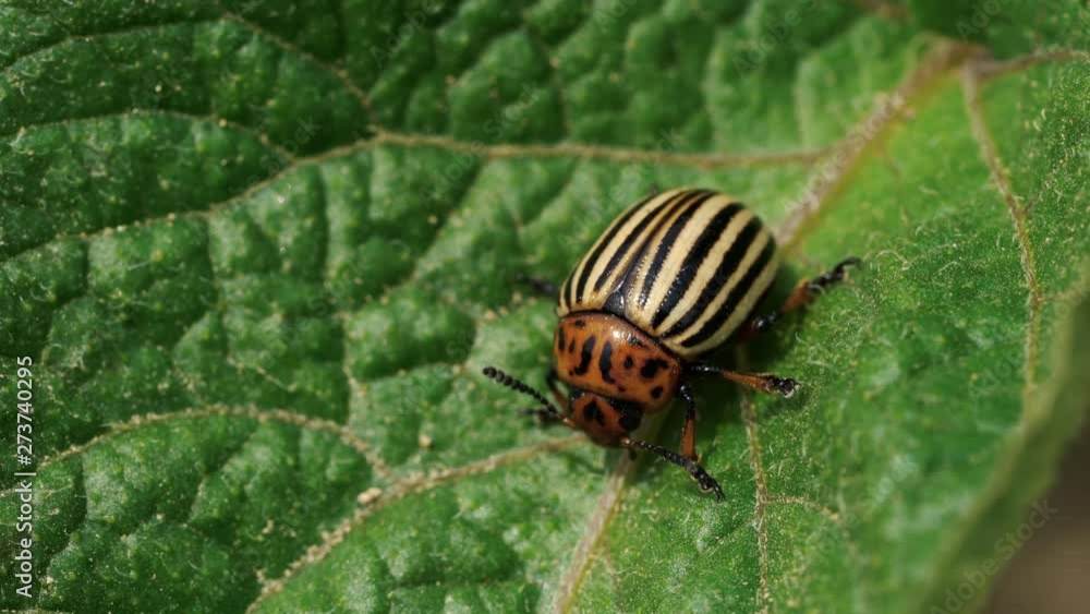 Colorado Potato Beetle (Leptinotarsa decemlineata) - (4K) Colorado Potato Beetle (Leptinotarsa decemlineata) - (4K)