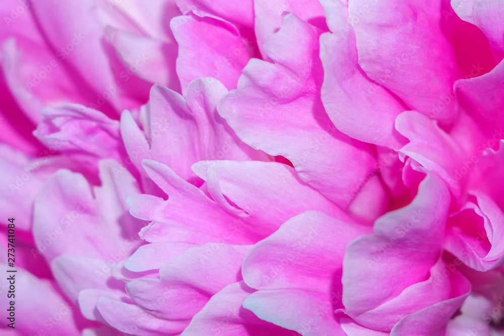 pink peony petals close-up macro