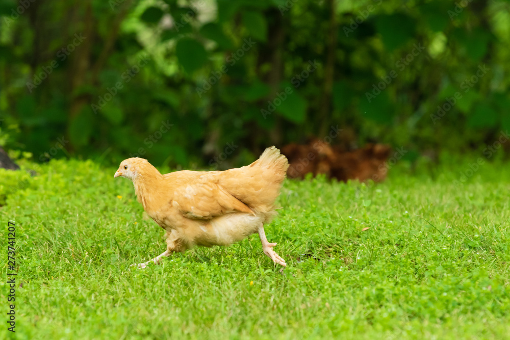 Fototapeta premium Yellow chicken running through yard looking for bugs