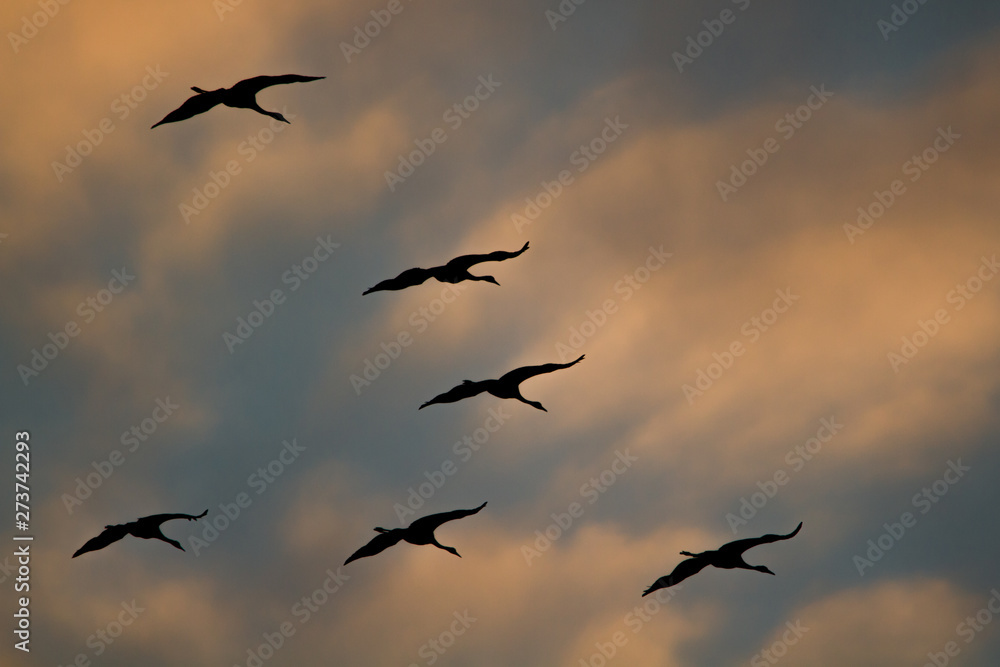 Swarm of cranes in gliding flight during sunset with colorful cloudy sky in the background