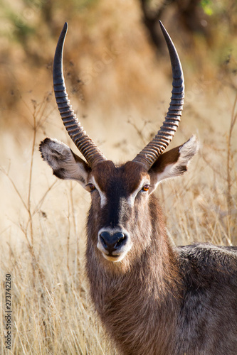 Ellipsen-Wasserbock Namibia photo