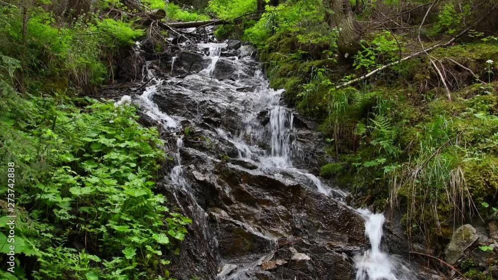 European forest creek in summer European forest creek in summer
