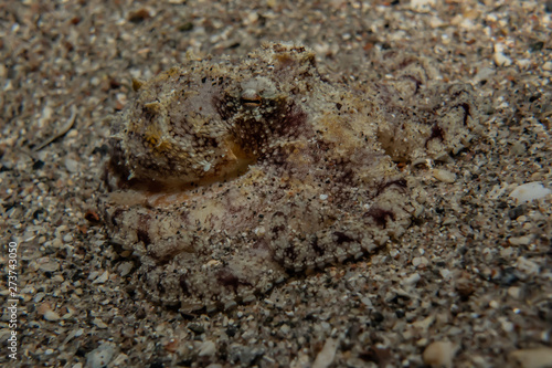 Scorpion fish Amazing camouflage in the Red Sea  Eilat Israel