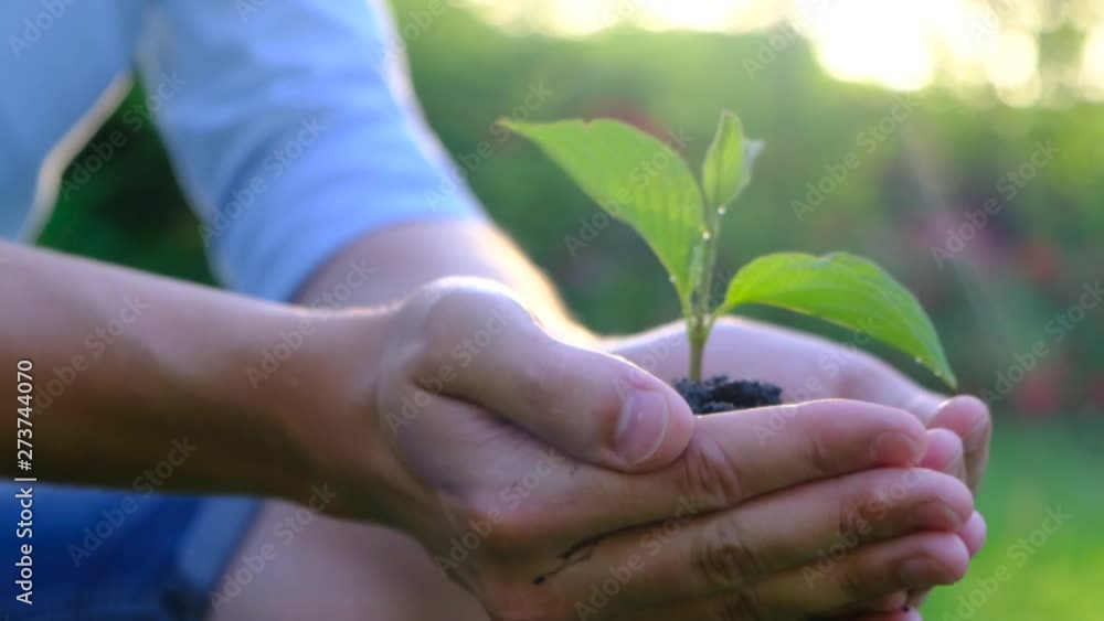 Young shoots of plants in the soil in male hands. Concept of fertility and yield, farming, environmental protection Young shoots of plants in the soil in male hands. Concept of fertility and yield, farming, environmental protection