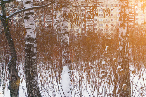 Wallpaper Mural the winter forest near the road, during daylight hours Torontodigital.ca