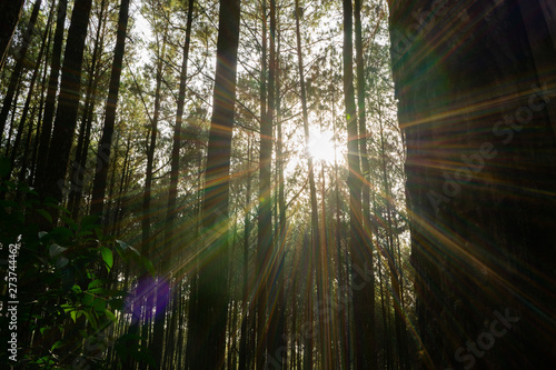 The sun shines between pine trees in the morning during spring
