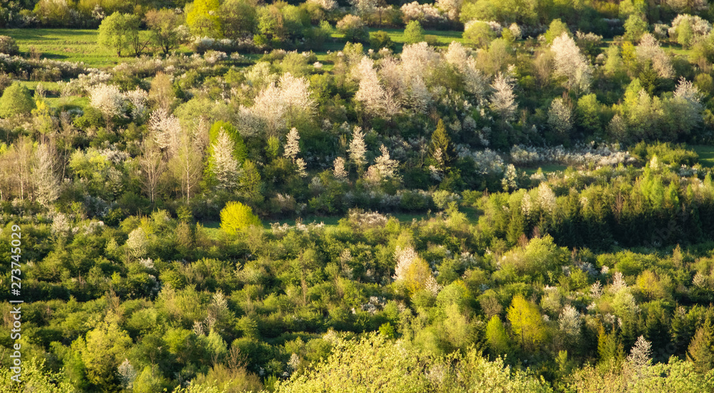 Beautiful spring view on trees very close to Terchova village, Mala Fatra, Slovakia