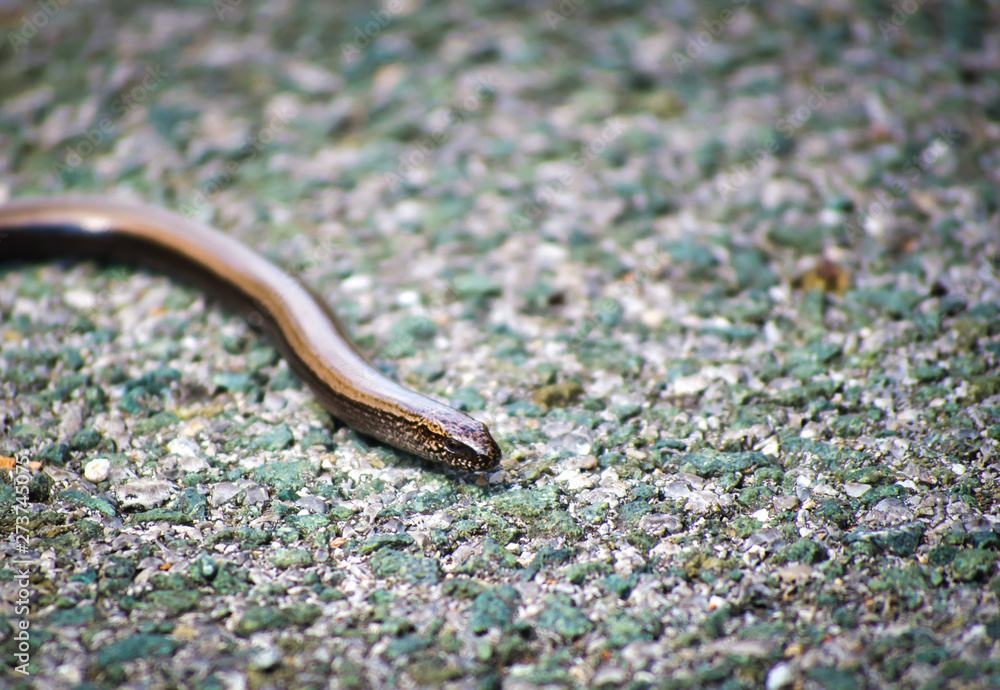 close up of the croatian baby snake head close up of the croatian baby snake head
